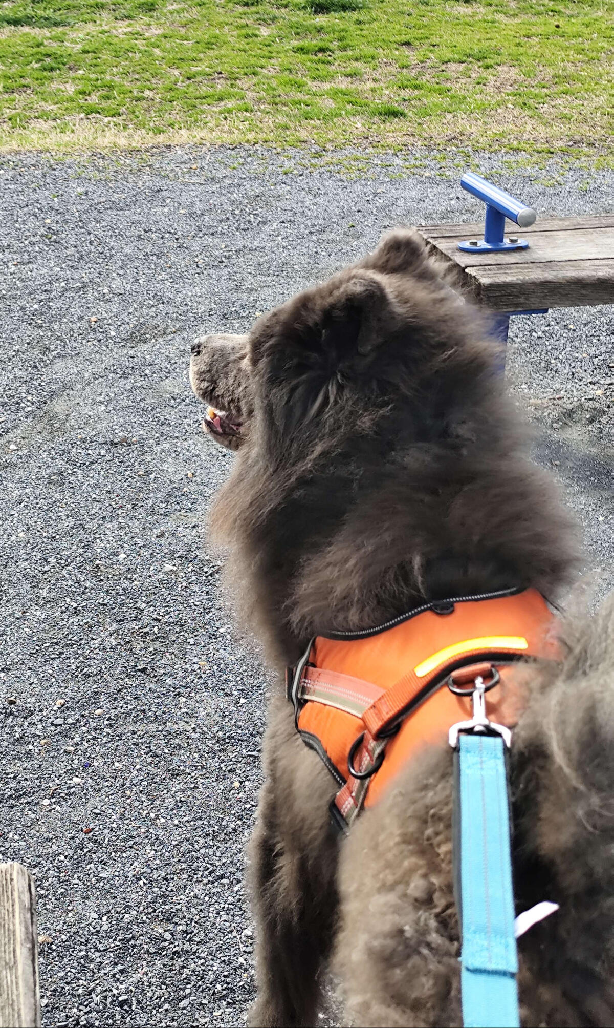 Dark gray chow mix in a park enjoying the smells of springtime