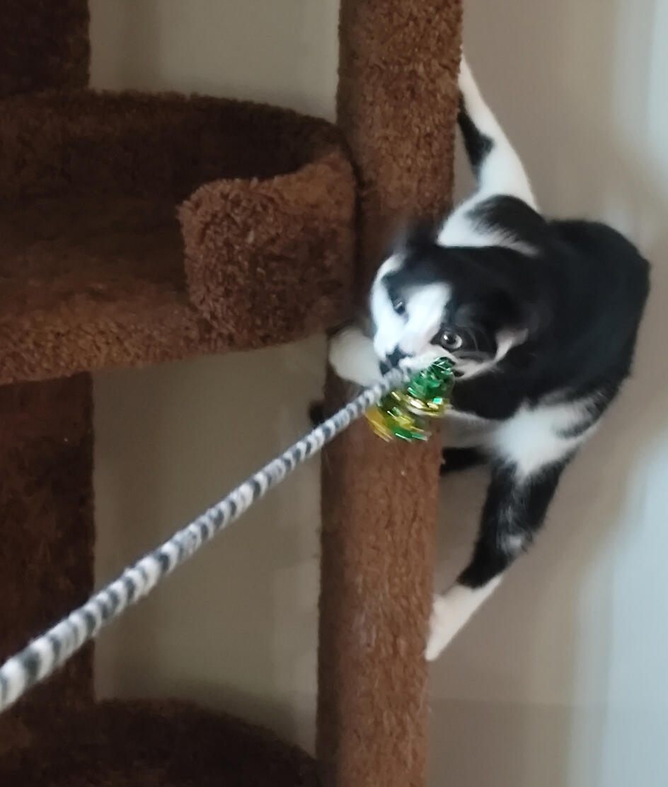 Black and white cat deeply engaged in play with a wand and string toy