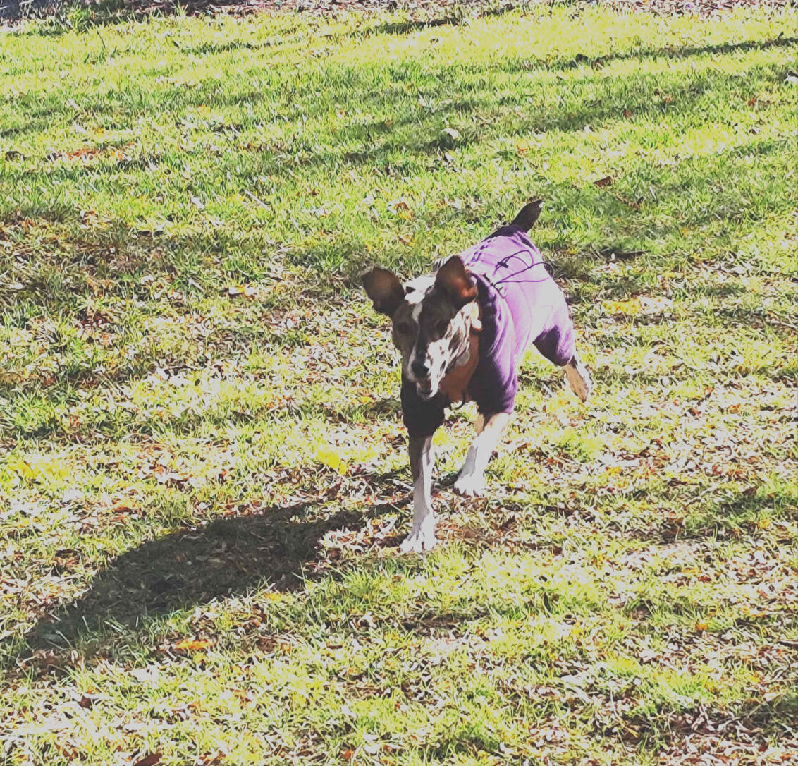 Brindle dog in a purple coat running in a field