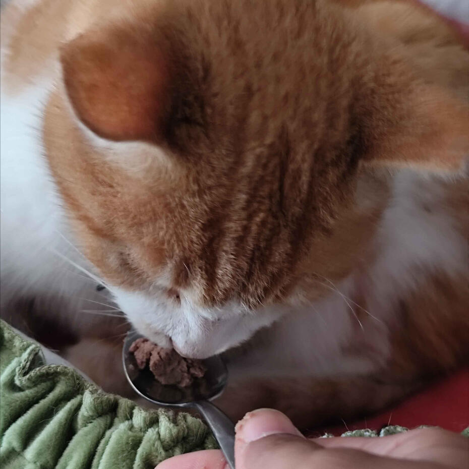 Madeleine's Review An orange and white cat being spoonfed by Jessamyn