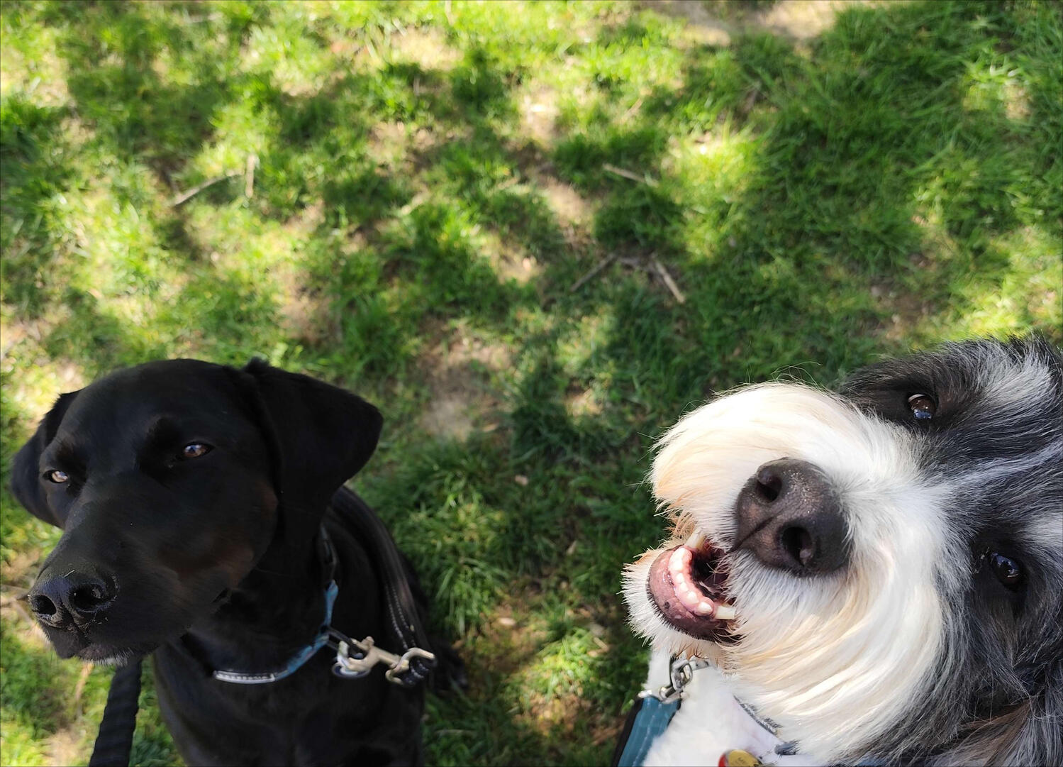 Two dogs looking up at the photographer